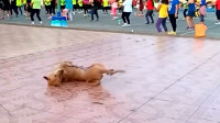 狗狗被广场舞带偏了！