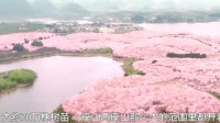 海外综艺：日本人到中国贵州赏樱花，还被大妈们的广场舞吸引！
