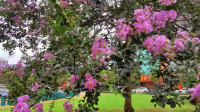船山公园紫薇花开季，跑步、健身、骑行、漫步、跳广场舞、练太极