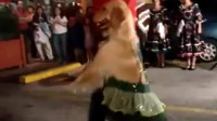 外婆带金毛狗去跳广场舞，最后外婆放弃了，狗狗却成了领队！