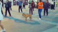 一只会跳广场舞的狗狗，真是酷毙了！