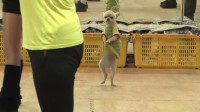 狗狗跟主人跳广场舞，意外成为网红，镜头记录全过程