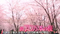 日本节目：在中国云南赏樱花，被广场舞大妈吸引，结果被带跑偏了