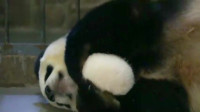 大熊猫：麻麻睡觉需要一个合适的小娃娃抱着才舒服