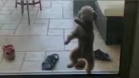 这泰迪犬跳海草舞跳的太好了，动作超级标准