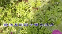 99玉美人广场舞--视频小蜜蜂采花‘乌兰图雅的歌曲。绿叶。