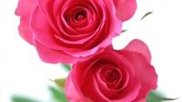 十年前的老歌-《你是我的玫瑰你是我的花》